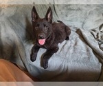 Puppy 5 Australian Shepherd-German Shepherd Dog Mix