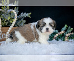 Small Photo #9 Shih Tzu Puppy For Sale in CLARE, MI, USA
