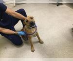 DOUGIE - Male Mastiff Dog for Adoption - Small photo