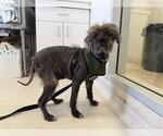 Small #1 Mutt