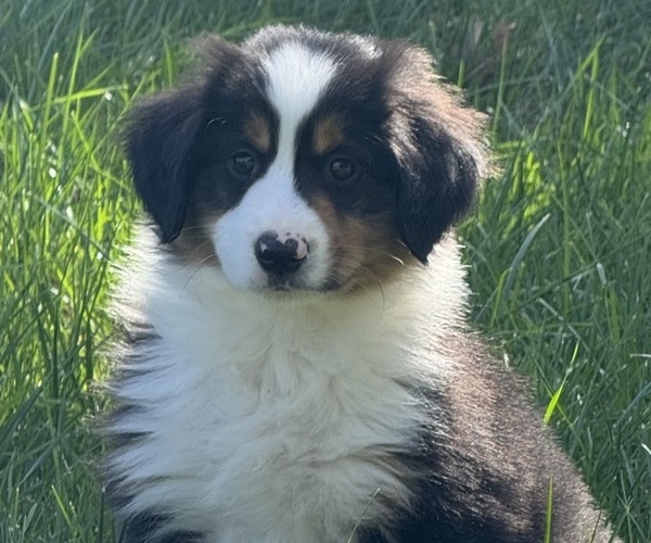Medium Photo #5 Miniature American Shepherd Puppy For Sale in NOLENSVILLE, TN, USA