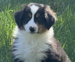 Small #4 Miniature American Shepherd