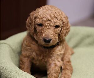 Poodle (Standard) Puppy for sale in NEW CONCORD, OH, USA