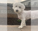 Small #3 Coton de Tulear