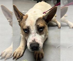 Siberian Husky-Unknown Mix Dogs for adoption in Fayetteville, NC, USA