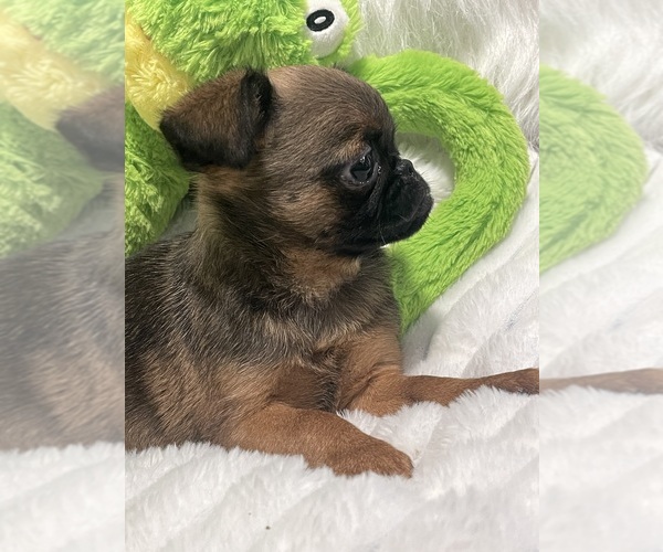 Medium Photo #5 Brussels Griffon Puppy For Sale in LEXINGTON, VA, USA