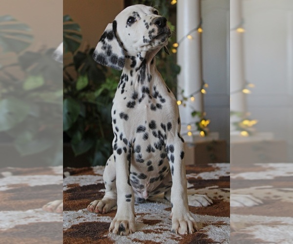 Medium Photo #3 Dalmatian Puppy For Sale in PERRIS, CA, USA