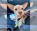 Small #4 Chihuahua Mix