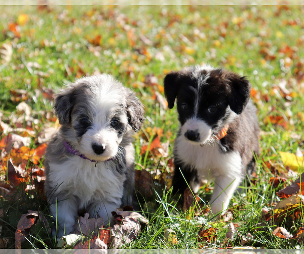 Medium Photo #6 Bordoodle Puppy For Sale in ASHLAND, OH, USA