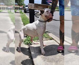 Boxer-Unknown Mix Dogs for adoption in San Antonio, TX, USA