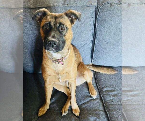 Medium Photo #1 Mutt Puppy For Sale in Germantown, OH, USA