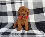 Small #6 Cavapoo (Miniature)