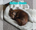 Small #7 Dachshund