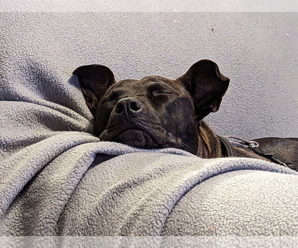 Medium Photo #12 Mutt Puppy For Sale in Holly Springs, NC, USA