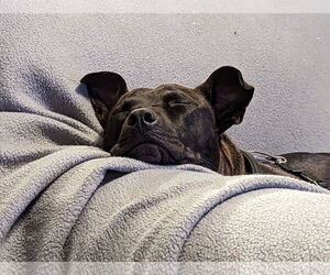 Buddy - Male Mutt Dog for Adoption - Photo #12