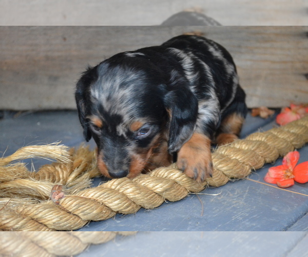 Medium Photo #1 Dachshund Puppy For Sale in GREENWOOD, WI, USA