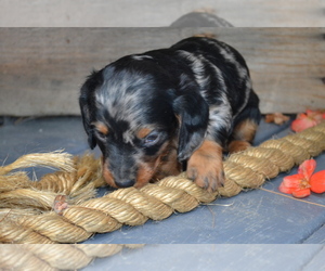 Medium Dachshund
