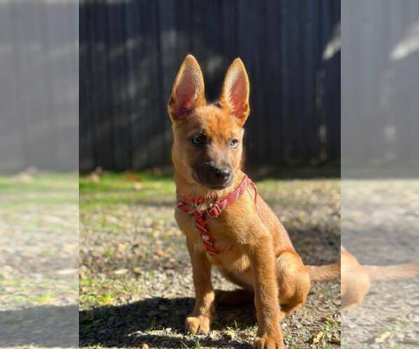 Medium Photo #2 Mutt Puppy For Sale in San Diego, CA, USA