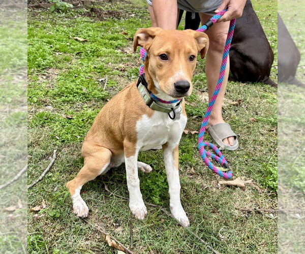 Medium Photo #4 Labrador Retriever Puppy For Sale in Boston, MA, USA