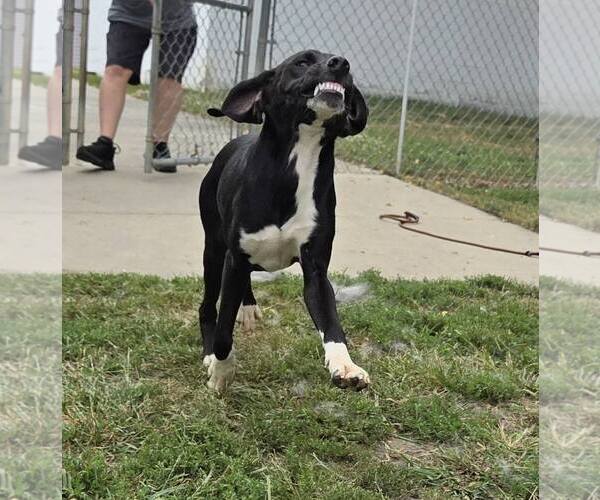 Medium Photo #4 Mutt Puppy For Sale in Martinsburg, WV, USA