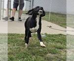 Small #3 Mutt