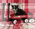 Puppy 4 Siberian Husky