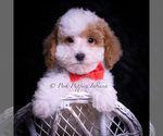 Puppy Jupiter Maltipoo (Miniature)