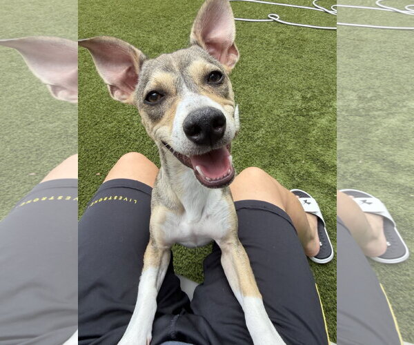 Medium Photo #1 Chihuahua-Unknown Mix Puppy For Sale in Arlington, VA, USA