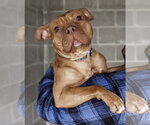 Small #3 Mutt