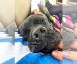 Small #4 Mastiff Mix