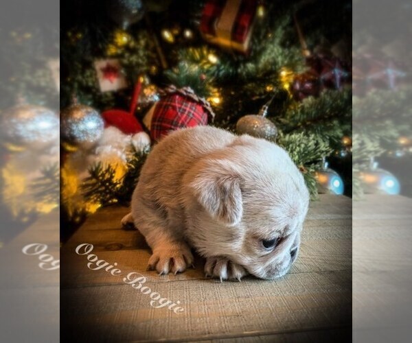 Medium Photo #3 Pug Puppy For Sale in DANVILLE, KY, USA