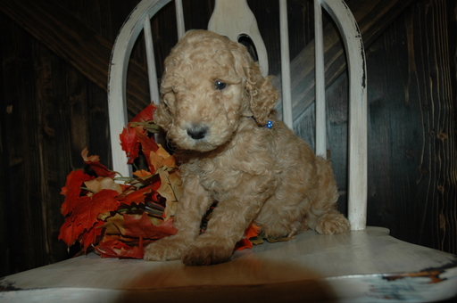 Medium Photo #6 Goldendoodle Puppy For Sale in GEORGETOWN, IN, USA