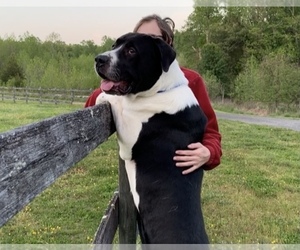 Great Dane-Labrador Retriever Mix Puppy for sale in NEOLA, WV, USA