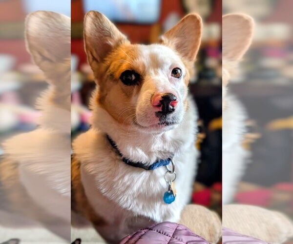 Medium Photo #6 Mutt Puppy For Sale in Denver , CO, USA