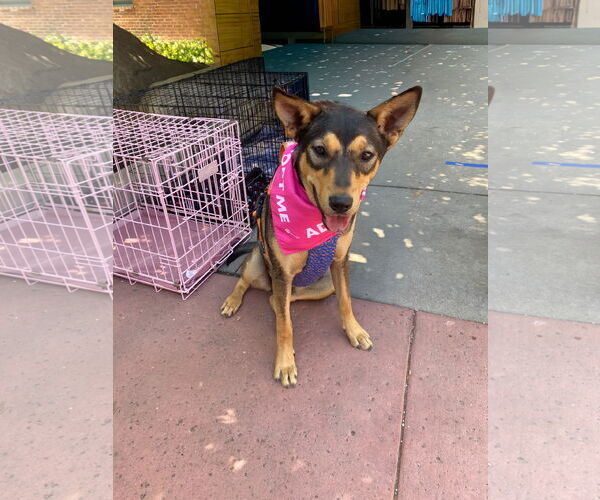 Medium Photo #4 Mutt Puppy For Sale in La Verne, CA, USA