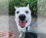 Small Mutt