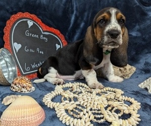 Basset Hound Puppy for sale in EDGAR SPRINGS, MO, USA