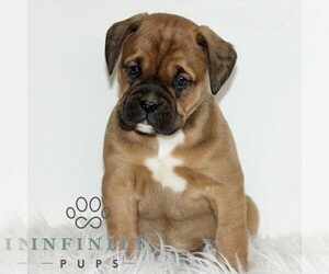 Boxador Puppy for sale in NEW HOLLAND, PA, USA