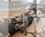 Small Photo #7 Great Dane Puppy For Sale in FLOWERY BRANCH, GA, USA