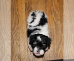 Small Photo #6 Havanese Puppy For Sale in LOUISVILLE, KY, USA