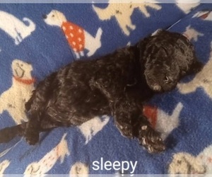 Poodle (Standard) Puppy for sale in STOUTLAND, MO, USA