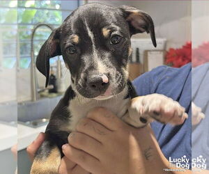 Labrador Retriever-Unknown Mix Dogs for adoption in Washington, DC, USA