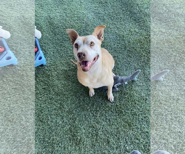 Medium Photo #5 American Staffordshire Terrier-Unknown Mix Puppy For Sale in Queen Creek, AZ, USA