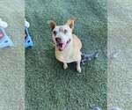 Small #4 American Staffordshire Terrier Mix