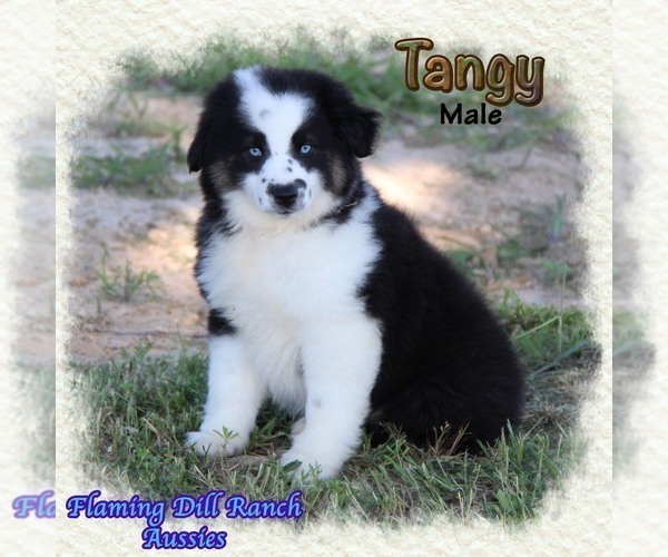 Medium Photo #3 Miniature Australian Shepherd Puppy For Sale in FORESTBURG, TX, USA