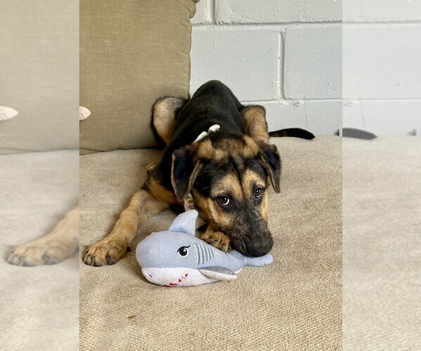 Medium Photo #3 German Shepherd Dog Puppy For Sale in San Leon, TX, USA