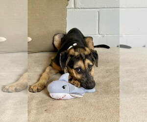 Blanche - Female German Shepherd Dog Dog for Adoption - Photo #3