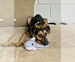 Small Photo #3 German Shepherd Dog Puppy For Sale in San Leon, TX, USA