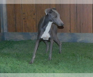 Father of the Italian Greyhound puppies born on 08/03/2022