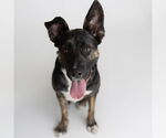 Small #3 American Pit Bull Terrier-German Shepherd Dog Mix